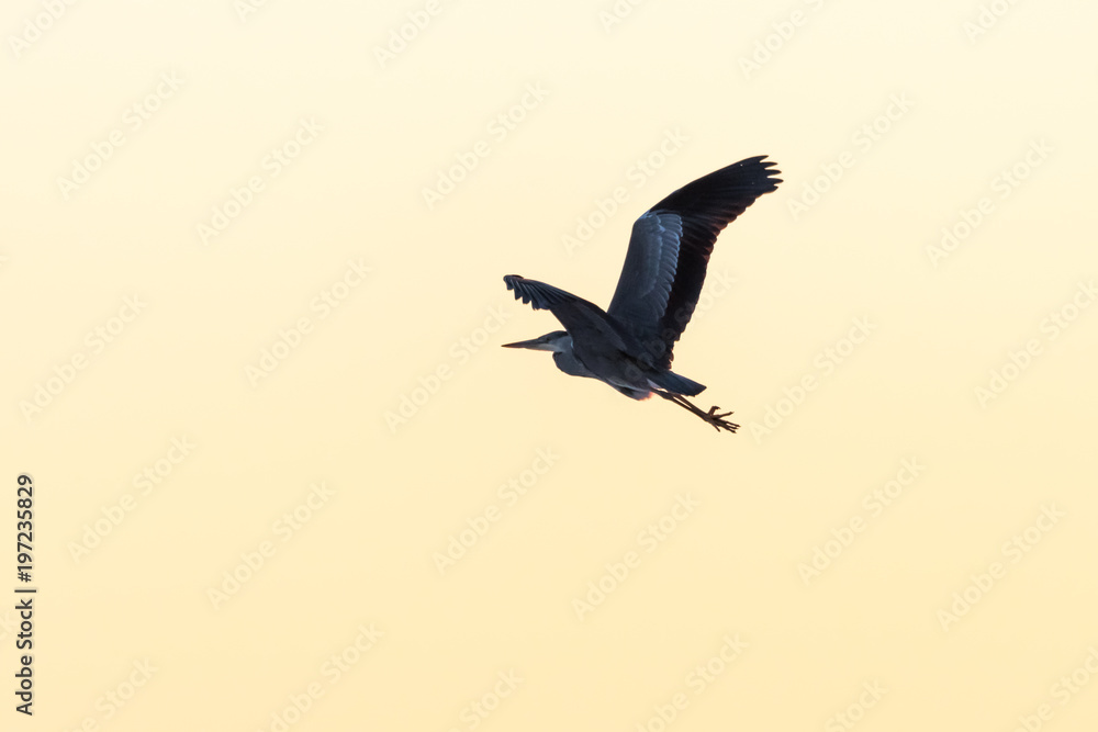 Naklejka premium Grey Heron in flight