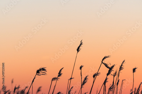 Fluffy reed flowers by sunset