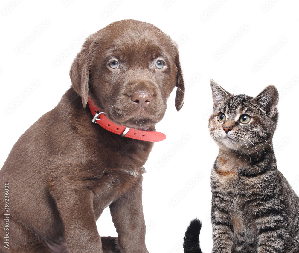 Naklejka premium Dog and cat