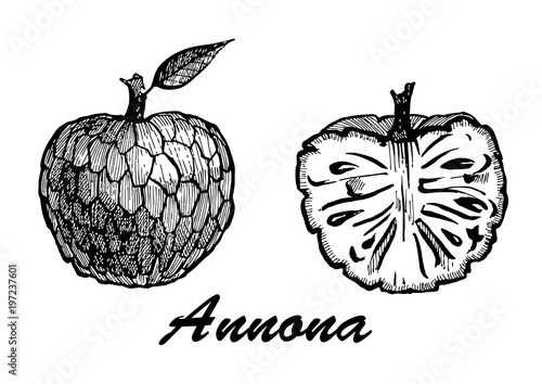 Hand drawn sketch style Annonas set on white background.Detailed vegetarian food. Elements collection for design. Botanical food illustration. Vector illustration with sketch fruit