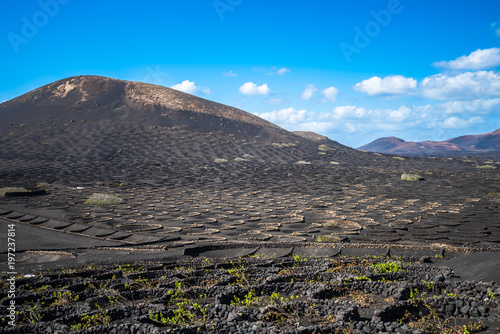 Vineyards in La Geria  Lanzarote  Canary Islands  Spain