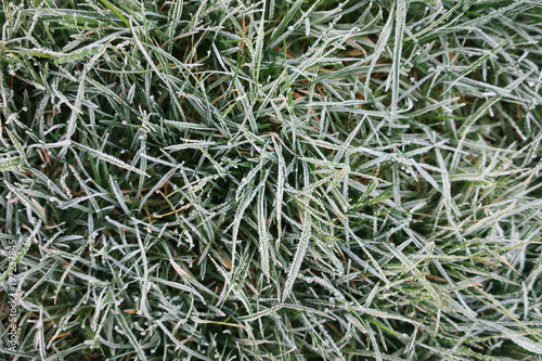 pelouse gelée