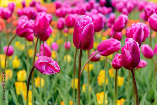 Tulip garden in Lisse  The Netherlands