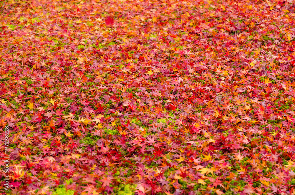 green grass and autumn red, yellow, orange maple leaves fall on floor under the tree in Kyoto, Japan, travel, nature, landmark and landscape background concept