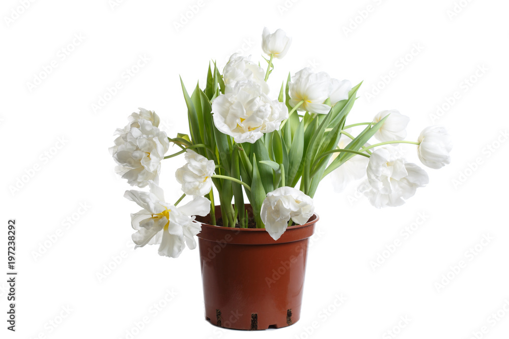 Spring bouquet of tulips isolated on white background.