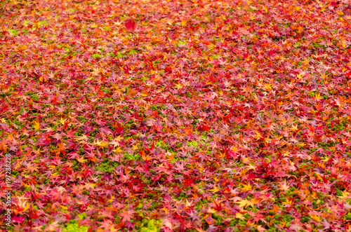 green grass and autumn red, yellow, orange maple leaves fall on floor under the tree in Kyoto, Japan, travel, nature, landmark and landscape background concept © Vittaya_25
