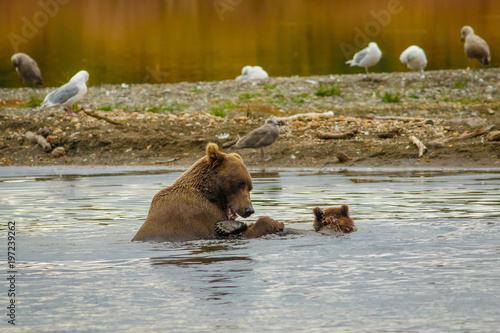 Learning to swim with mama-bear in Alaska © LindaPhotography