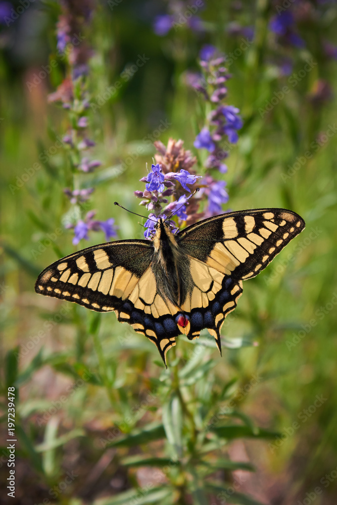 Obraz premium butterfly Machaon