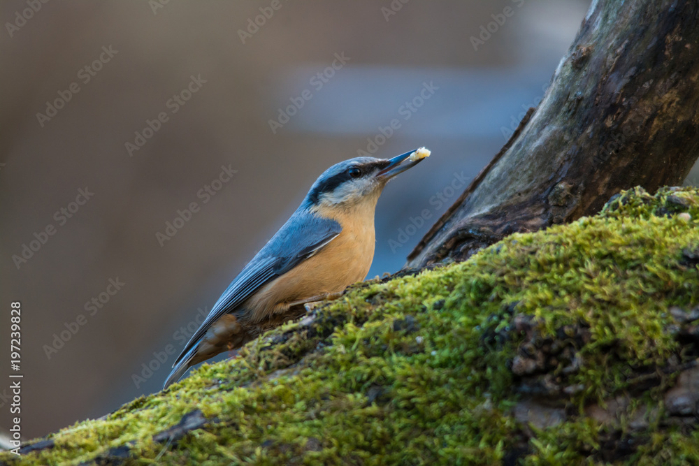 Wildlife photo - eurasian nuthatch stands on branch in deep forest, Danubian wetland, Slovakia, Europe Wildlife photo - eurasian nuthatch stands on branch in deep forest, Danubian wetland, Slovakia, Europe