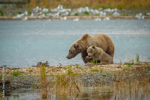 Mama-bear with her cub fishing in Brooks river in Katmai NP, Alaska
