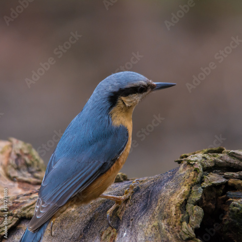 Wildlife photo - eurasian nuthatch stands on branch in deep forest, Danubian wetland, Slovakia, Europe © Tom