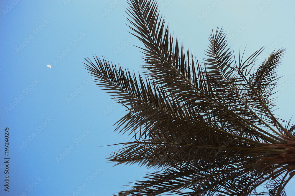 Naklejka premium Moon and palm tree 