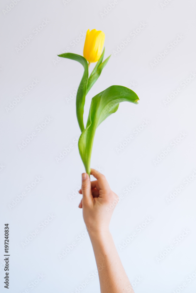 woman hand hold one yellow tulip on white background. watch on writs woman hand hold one yellow tulip on white background. watch on writs