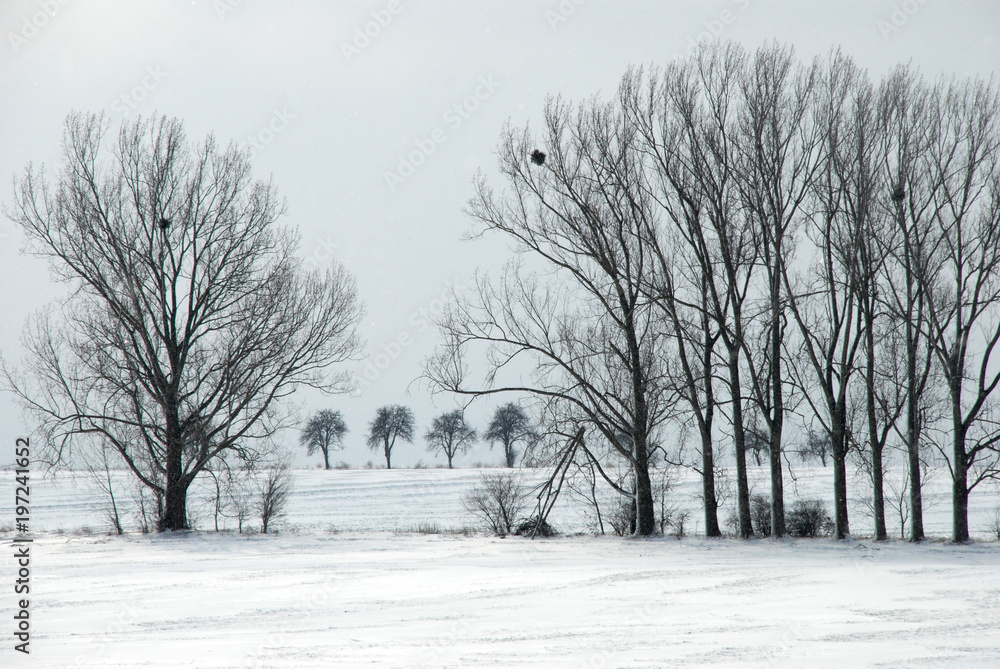 Baumreihe im Winter