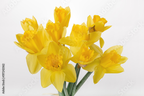 Spring floral border, beautiful fresh daffodils flowers, isolated on white background. Selective focus