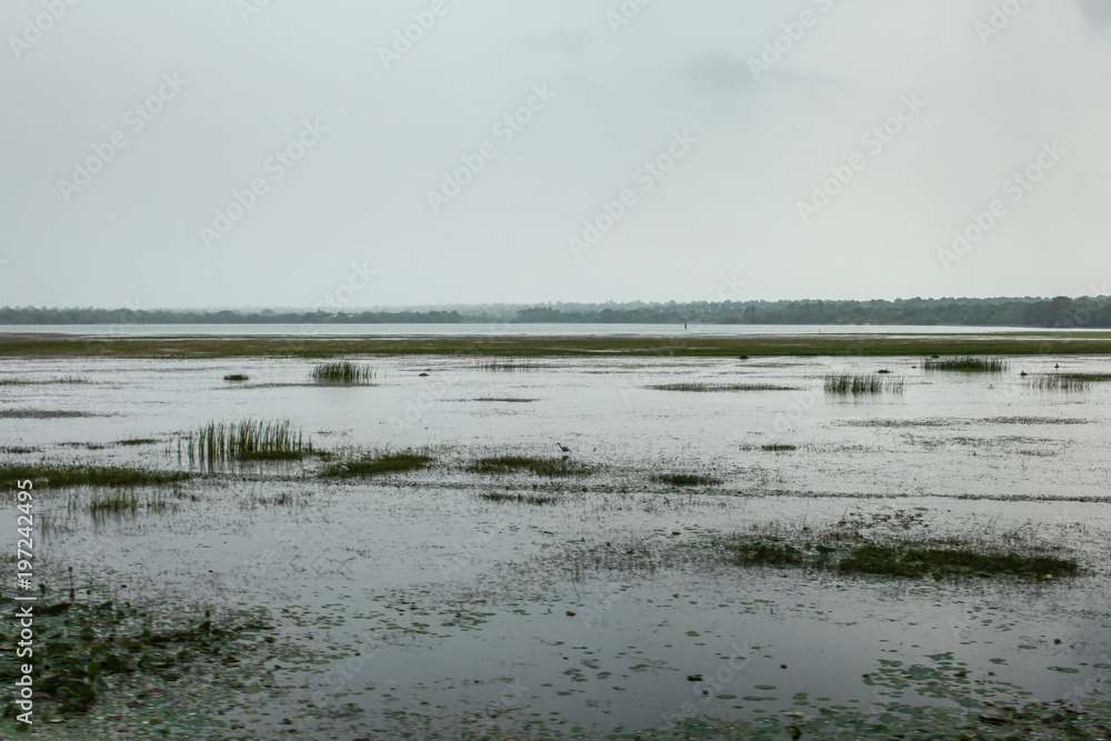 Swamps and lake on overcast day. Yala, Sri Lanka
