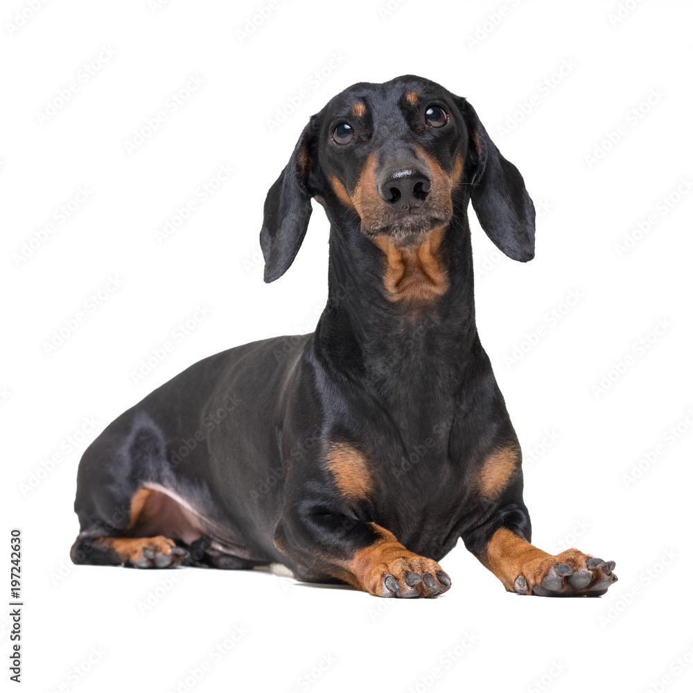 portrait dachshund dog, black and tan,lying down on the floor, isolated on a white background