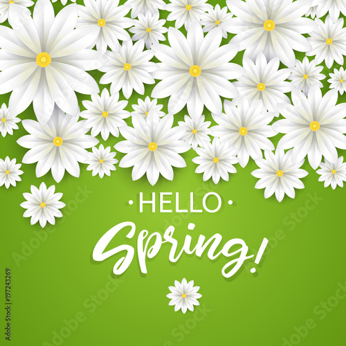 Hello Spring.Hand lettering with white flowers border.Paper chamomile on green background. Vector illustration.