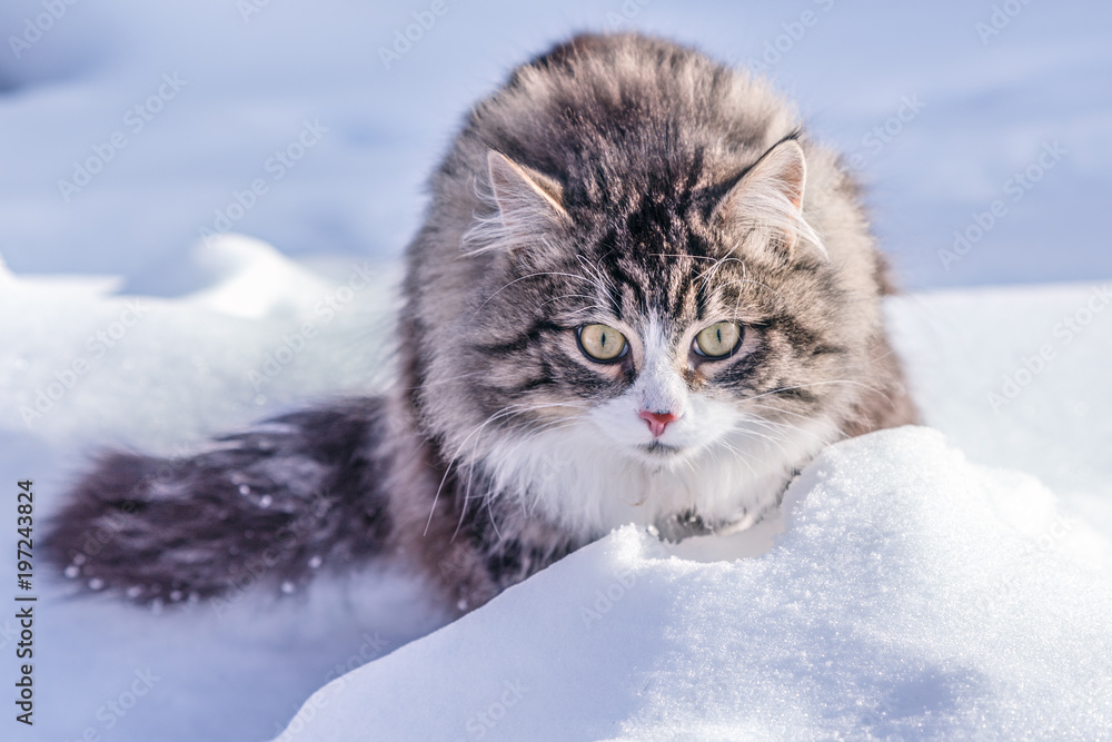 A country cat walks in nature on the snow on a sunny day.