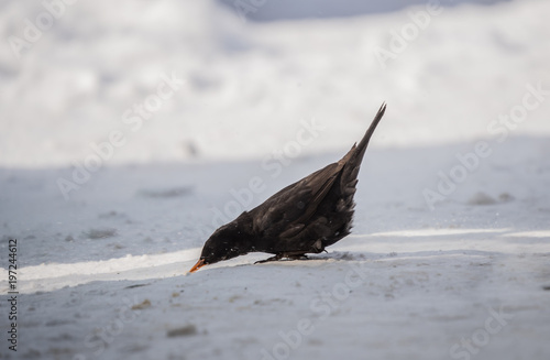 single blackbird on  snow, closeup, mały czarny ptak, żółty dziób, zimowy portret, biały śnieg