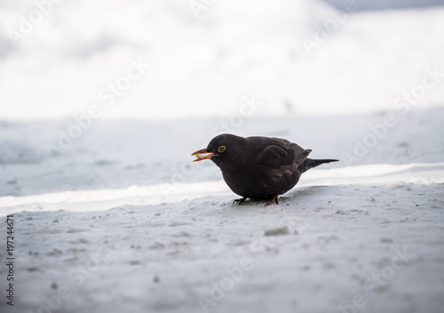 single blackbird on snow, closeup,  mały czarny ptak, żółty dziób, zimowy portret, biały śnieg #197244671