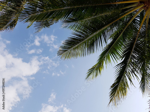 Photo of cloudy sky  palms