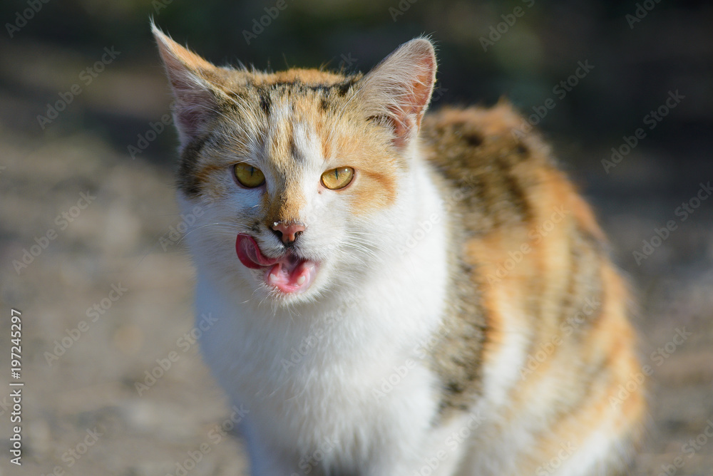 A cat lick after eating
