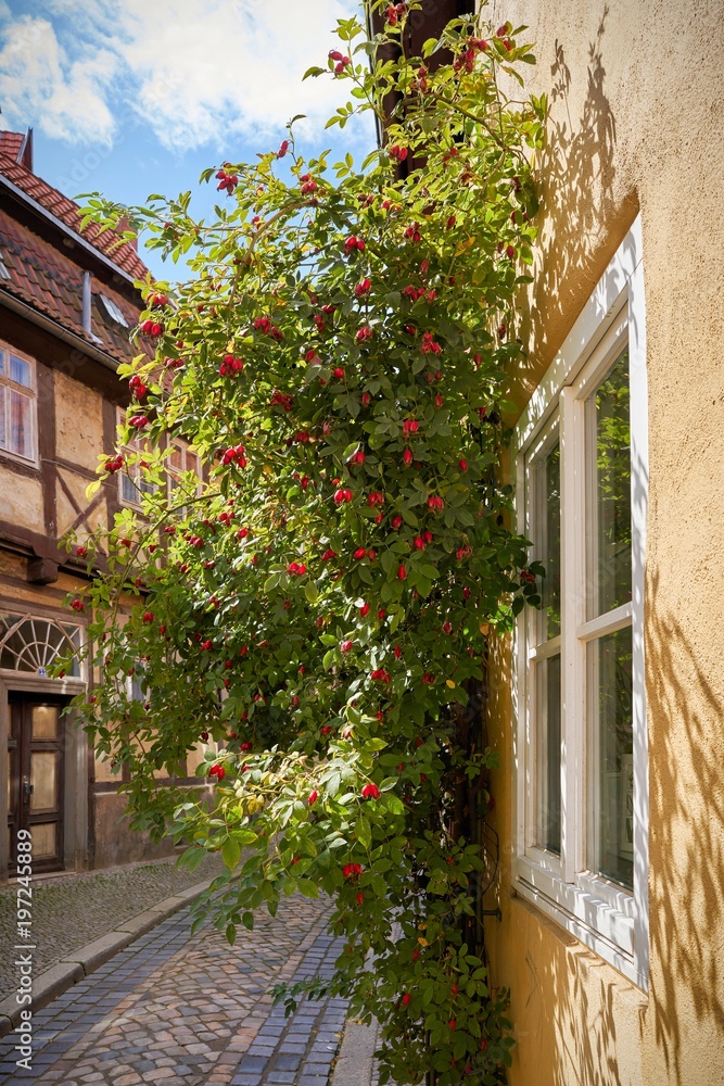 Gasse in der Altstadt von Quedlinburg mit einem Hagebuttenstrauch