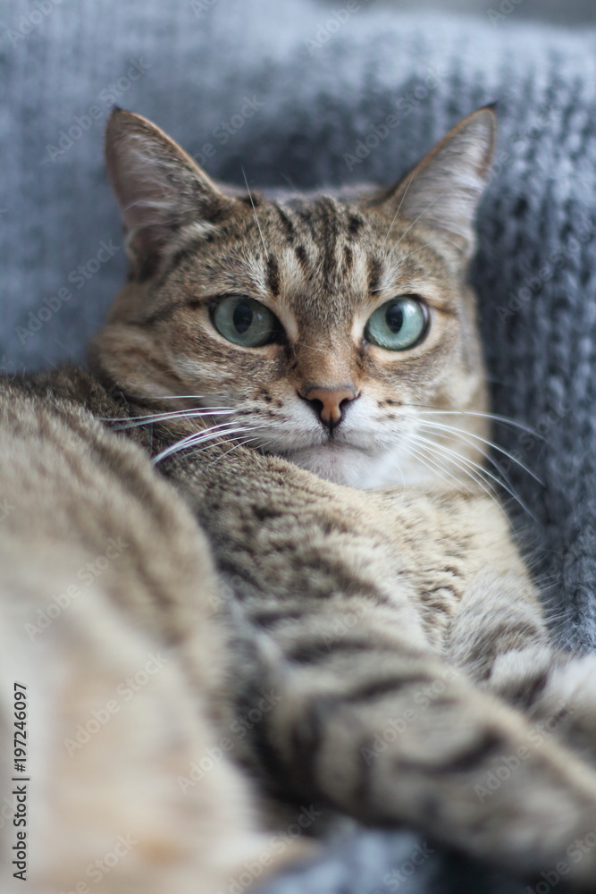 tabby, evil, face, angry, furious, cat, anger, bad, danger, looking, grey, one, feline, furry, aggressive, mad, head, eyes, fur, afraid, emotion, outdoor, portrait, canine, park, fall, dog, autumn, bu tabby, evil, face, angry, furious, cat, anger, bad, danger, looking, grey, one, feline, furry, aggressive, mad, head, eyes, fur, afraid, emotion, outdoor, portrait, canine, park, fall, dog, autumn, bu