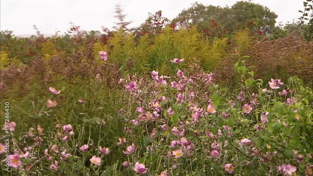Many different and colorful plants and flowers blowing in the wind. Many different and colorful plants and flowers blowing in the wind.