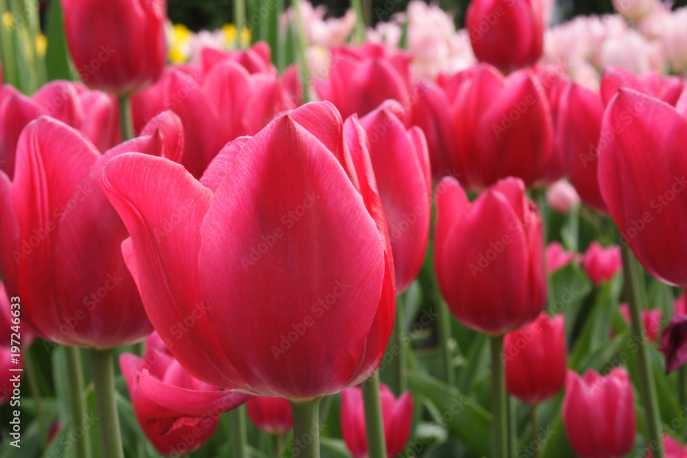 Wonderful Tulips field (Lily family, Liliaceae) Wonderful Tulips field (Lily family, Liliaceae)