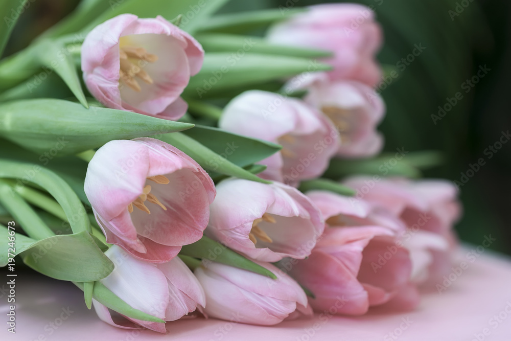 Tender bouquet of pink tulips with green leaves. Spring flowers, floral background for wedding, birthday, Valentine's Day, mothers Day