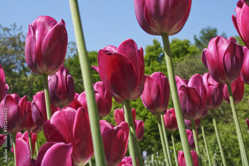 Wonderful Tulips field (Lily family, Liliaceae) Wonderful Tulips field (Lily family, Liliaceae)