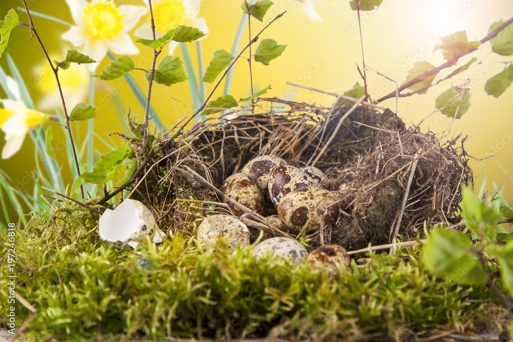 Obraz premium eggs on nature background