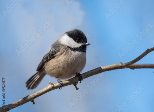 Chickadee on Branch