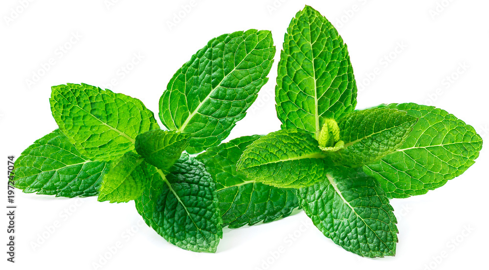 Fresh mint leaf, lemon balm herb isolated on the white, close up. Fresh mint leaf, lemon balm herb isolated on the white, close up.