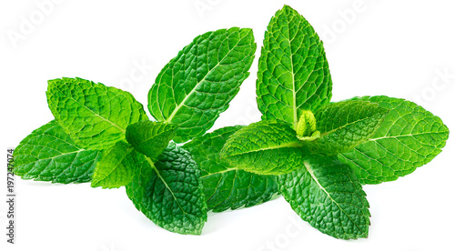 Fresh mint leaf,  lemon balm herb isolated on the white, close up.