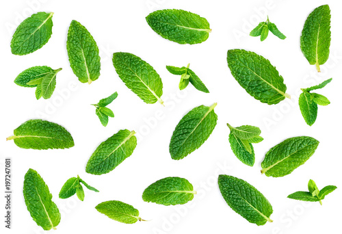 Fresh mint leaves pattern isolated on white background, top view. Close up of peppermint, lemon balm.