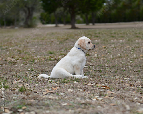 Very young Yellow Labrador Retriever Puppies playing outside for the first time © Joe