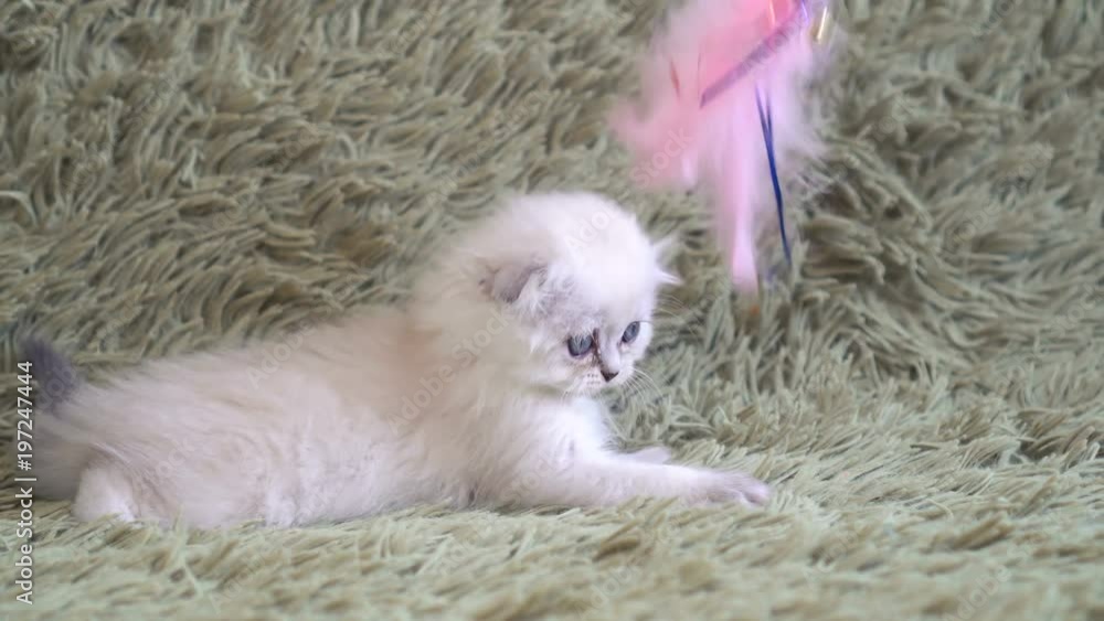 British Shorthair kitten playing with feather toy on stick British Shorthair kitten playing with feather toy on stick