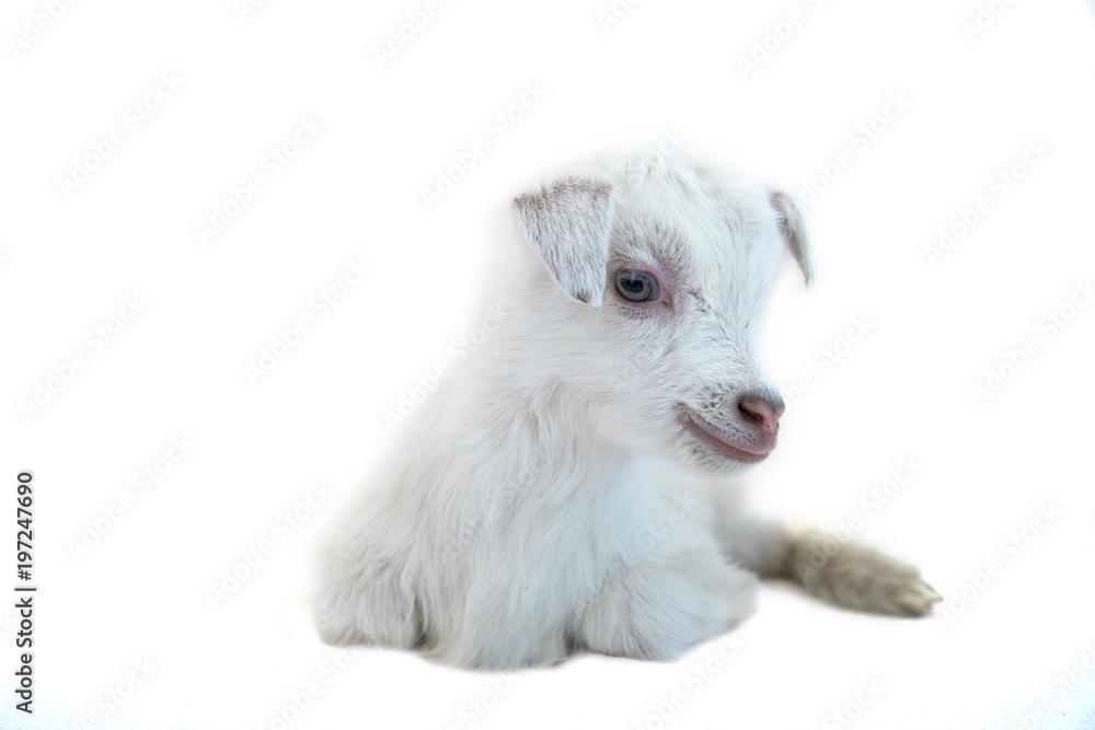 Lamb in front of a white background Lamb in front of a white background
