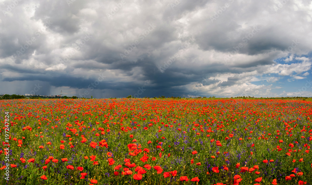 Summer floral background of nature - flowers of red poppies. Summer landscape with red poppies . A big plan is summer flowers.