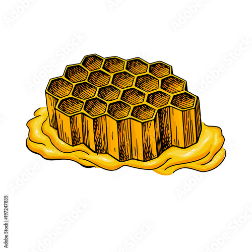 Honeycomb vector drawing. Hand drawn honey illustration. 