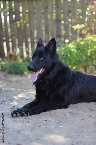 European Shepherd Dog