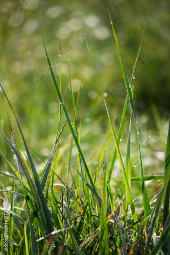 Green grass in the dew