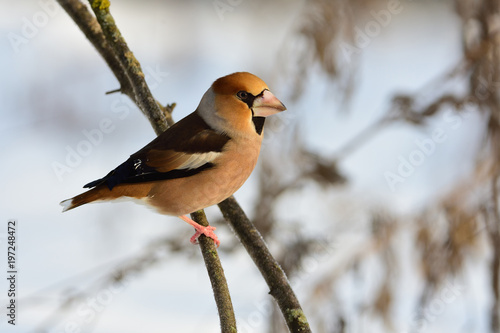 The hawfinch sits on a thin branch, meeting the dawn.