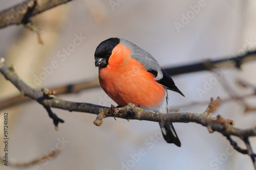 Common bullfinch looks from a branch of wild apples to the ground (where sunflower seeds lie). © ihelg