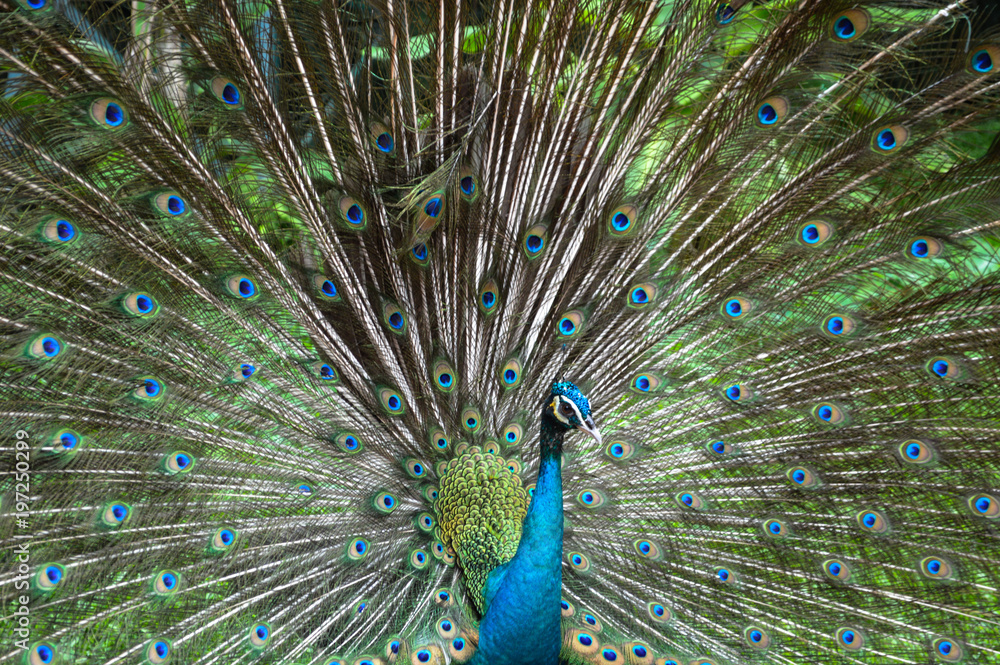 Fototapeta premium Peacock in his full beauty