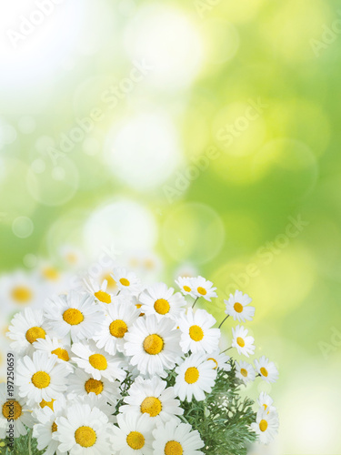 Fototapeta Naklejka Na Ścianę i Meble -  Daisy colorful flowers summer vertical background