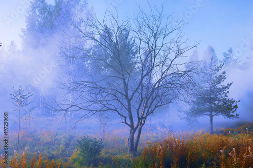 Mysterious and beautiful forest in a blue fog.